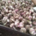 紫皮大蒜蒜头5厘米以上鲜蒜大量供应产地一手货源全国发货