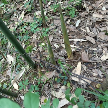 高山竹笋一手货源批发竹笋全国发货