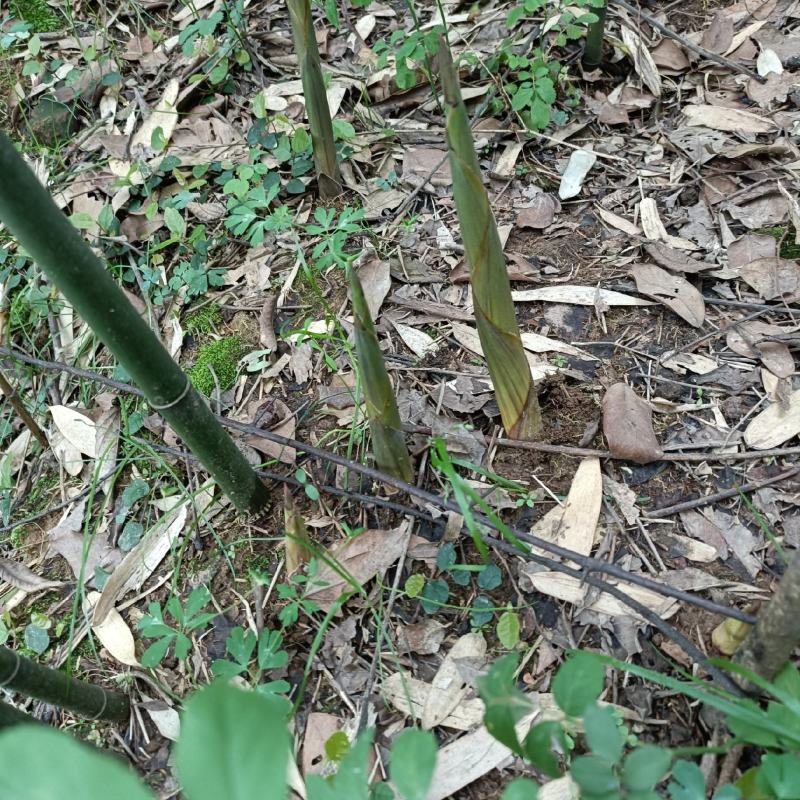 高山竹笋一手货源批发竹笋全国发货