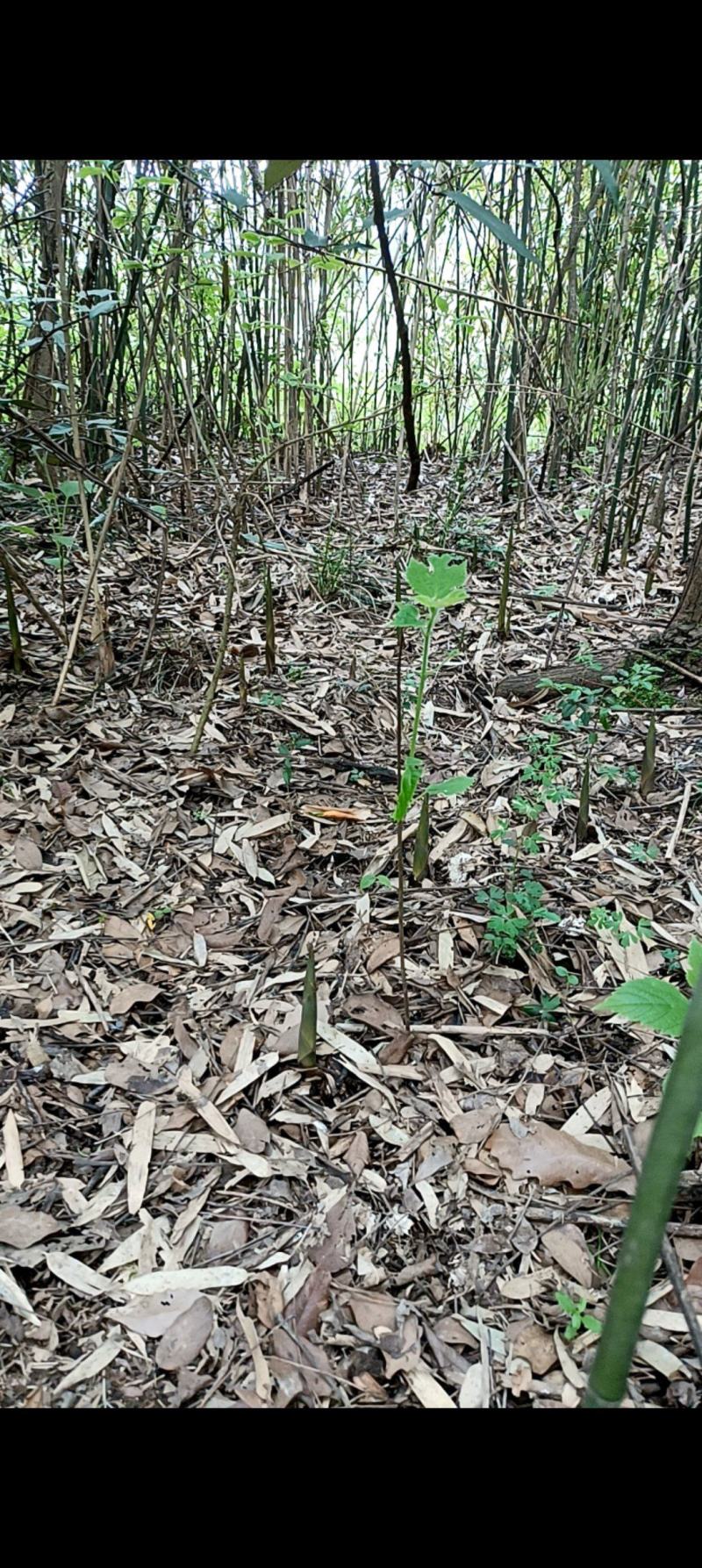 高山竹笋一手货源批发竹笋全国发货