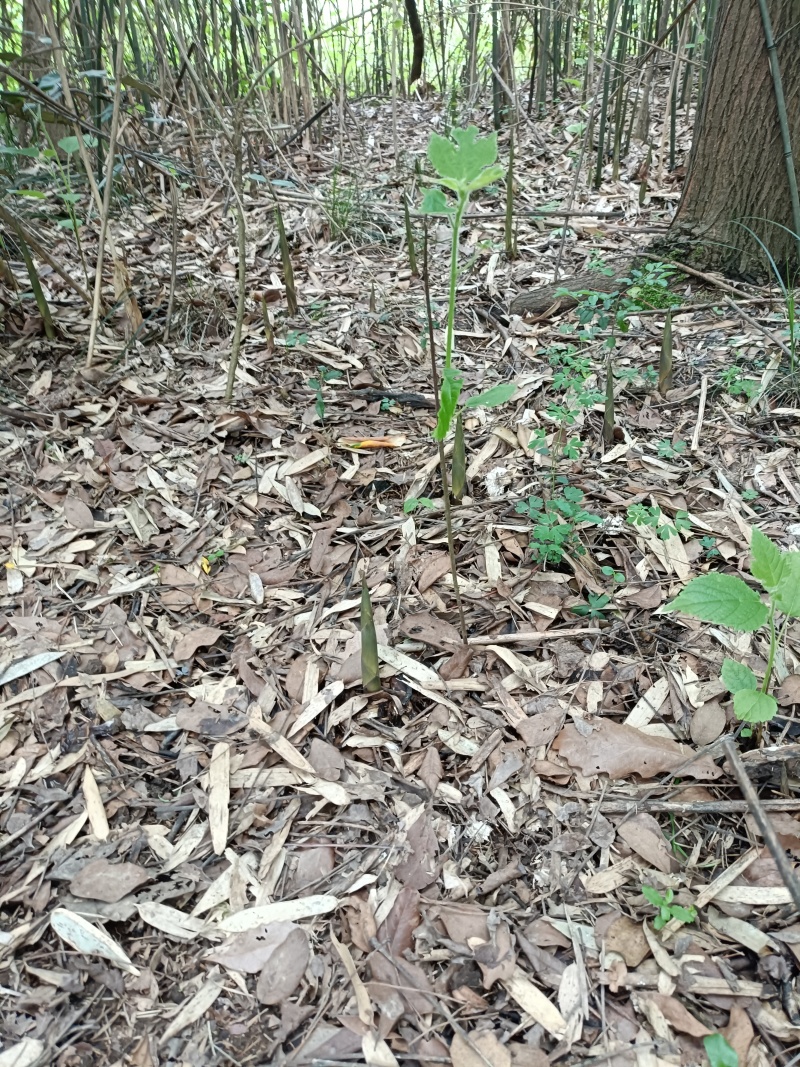 高山竹笋一手货源批发竹笋全国发货