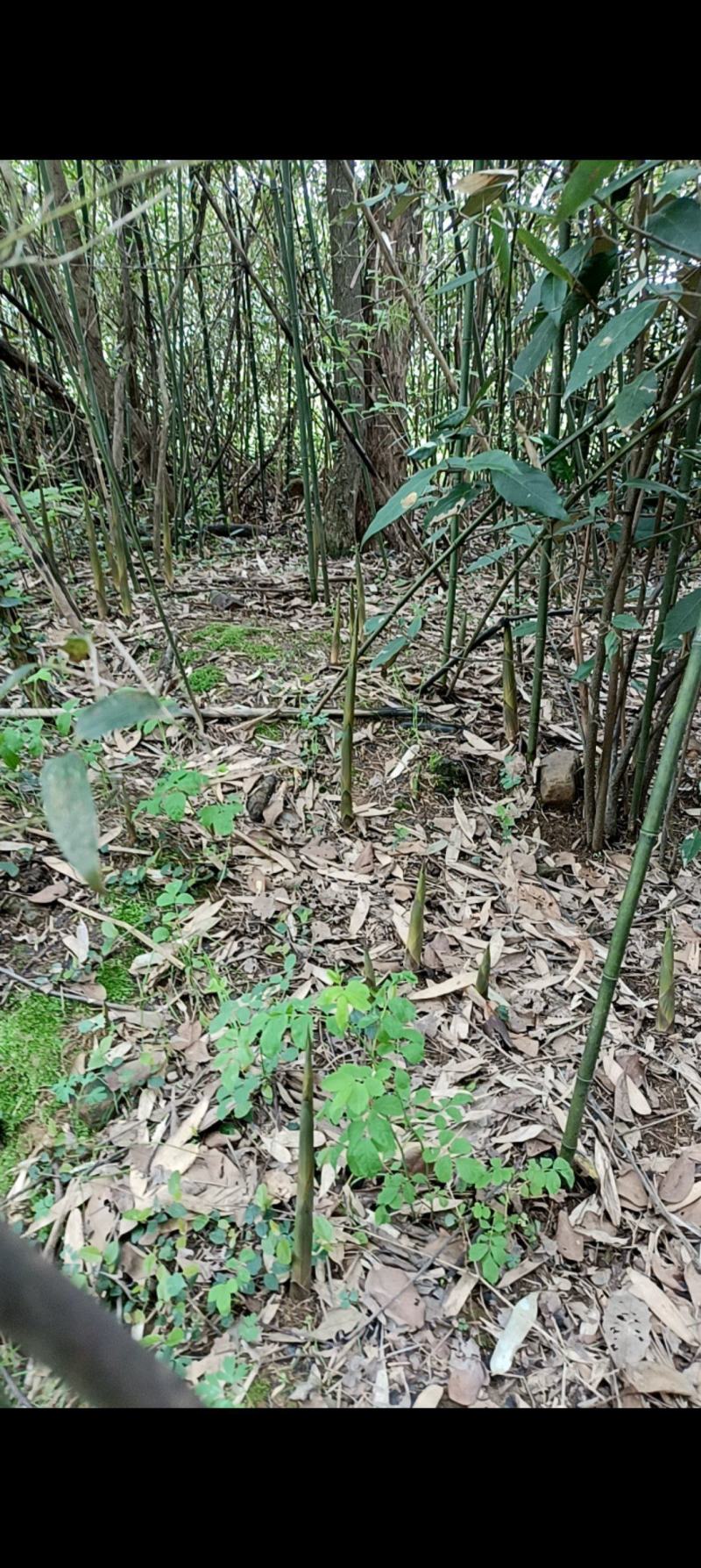 高山竹笋一手货源批发竹笋全国发货