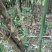 高山竹笋一手货源批发竹笋全国发货