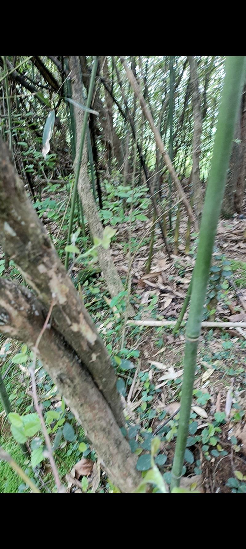 高山竹笋一手货源批发竹笋全国发货