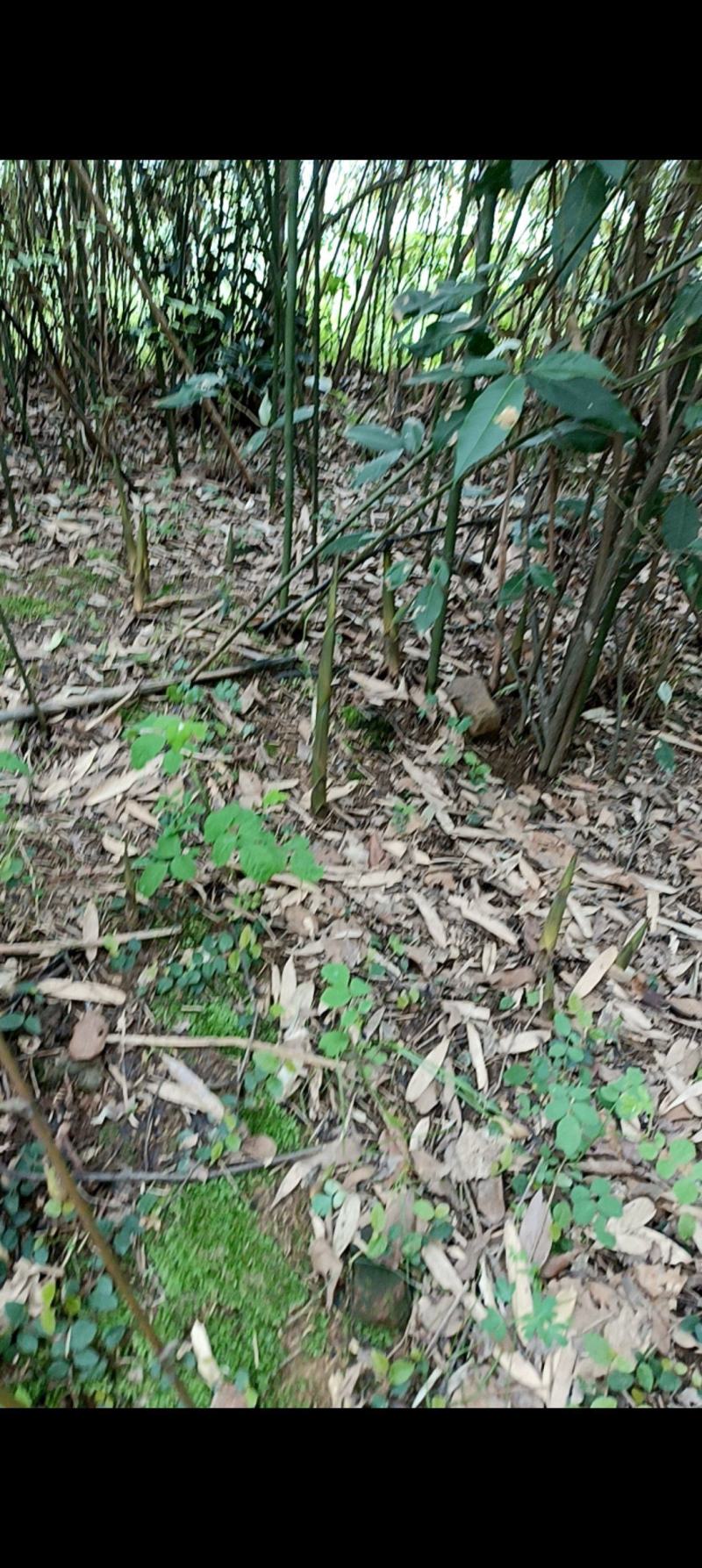 高山竹笋一手货源批发竹笋全国发货