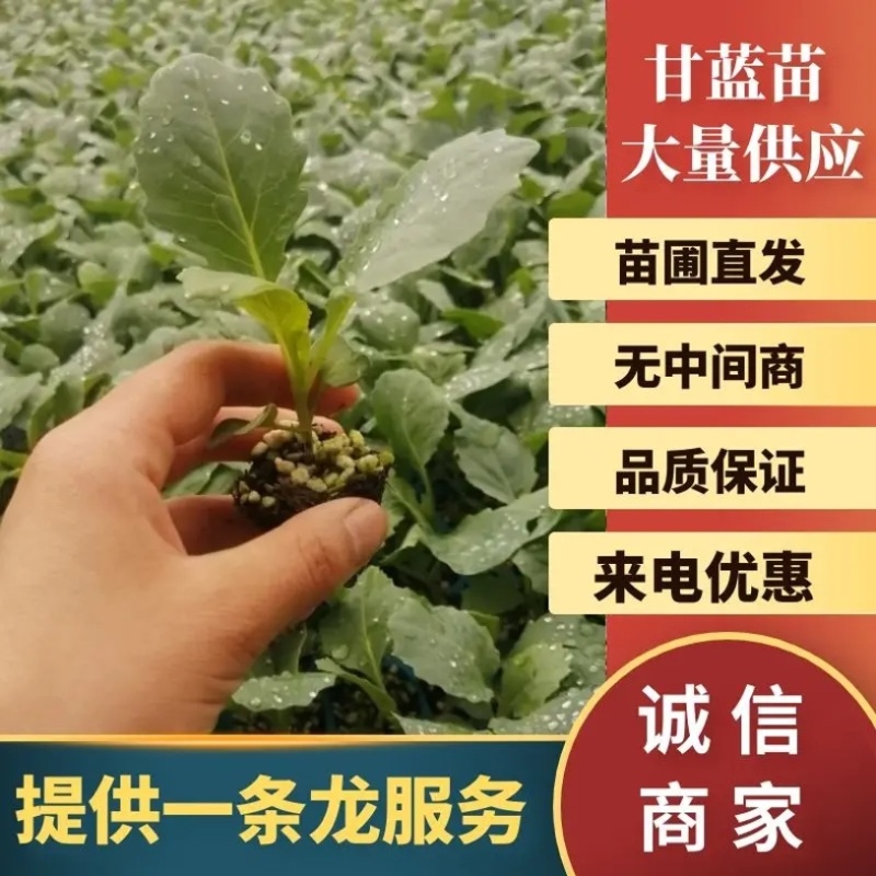 牛心甘蓝苗尖包菜耐寒越冬早熟产量高卷心菜蔬菜苗