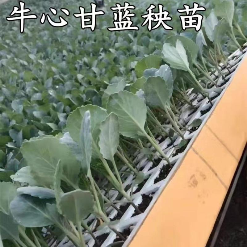 牛心甘蓝苗尖包菜耐寒越冬早熟产量高卷心菜蔬菜苗