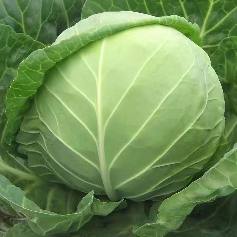牛心甘蓝苗尖包菜耐寒越冬早熟产量高卷心菜蔬菜苗