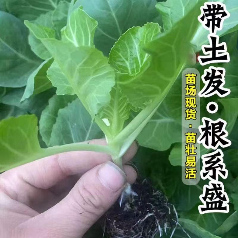 牛心甘蓝苗尖包菜耐寒越冬早熟产量高卷心菜蔬菜苗