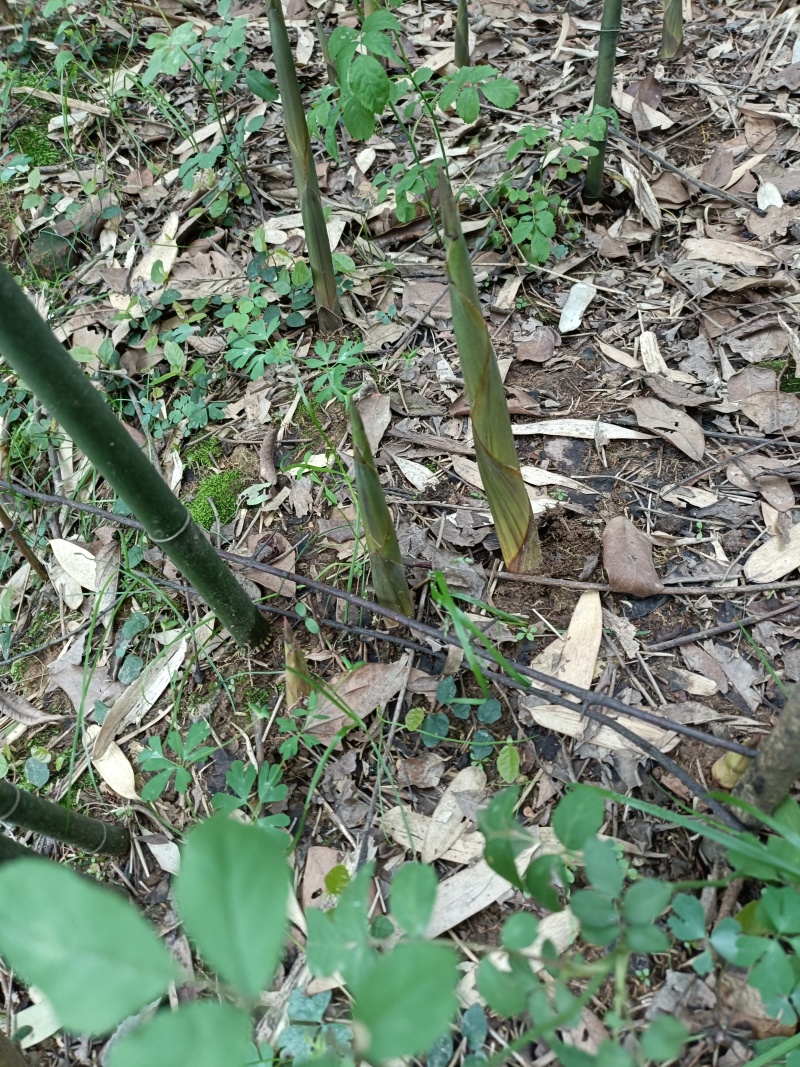 高山竹笋一手货源批发竹笋全国发货