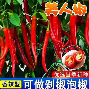 辣椒苗高产蔬菜苗朝天椒美人椒螺丝椒线椒带土发货
