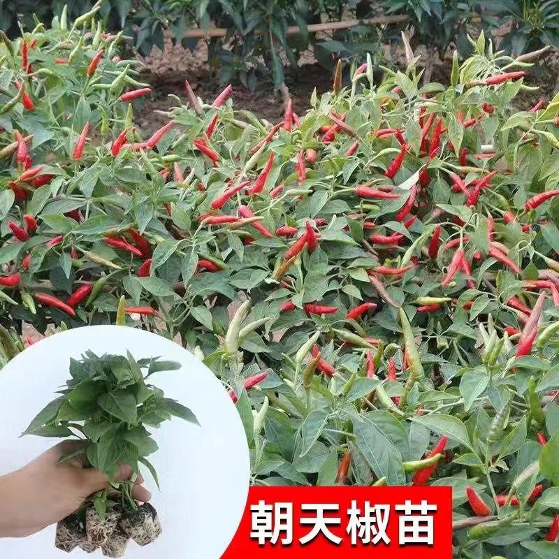 辣椒苗高产蔬菜苗朝天椒美人椒螺丝椒线椒带土发货