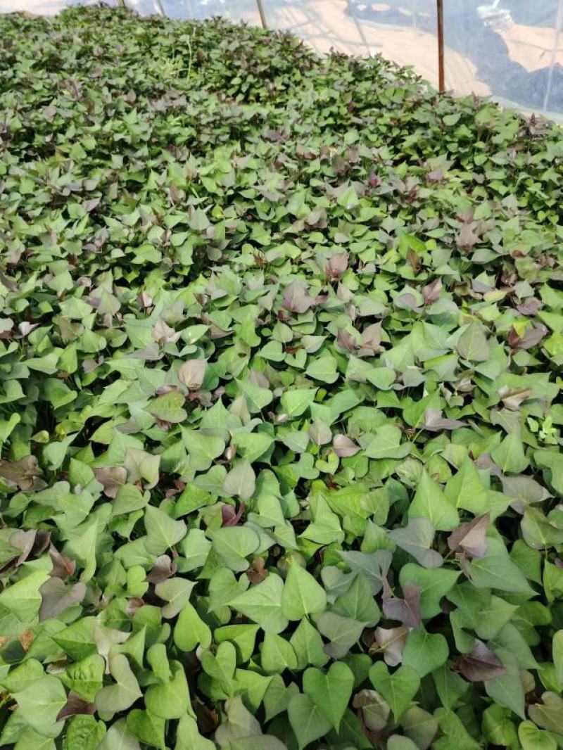 直供脱毒原种红薯苗品种有西瓜红，济薯26，哈密等成活率高