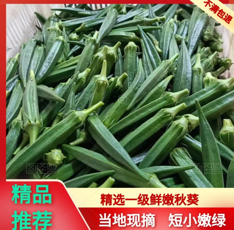 河南濮阳水果秋葵黄秋葵大量供应品质保证专业秋
