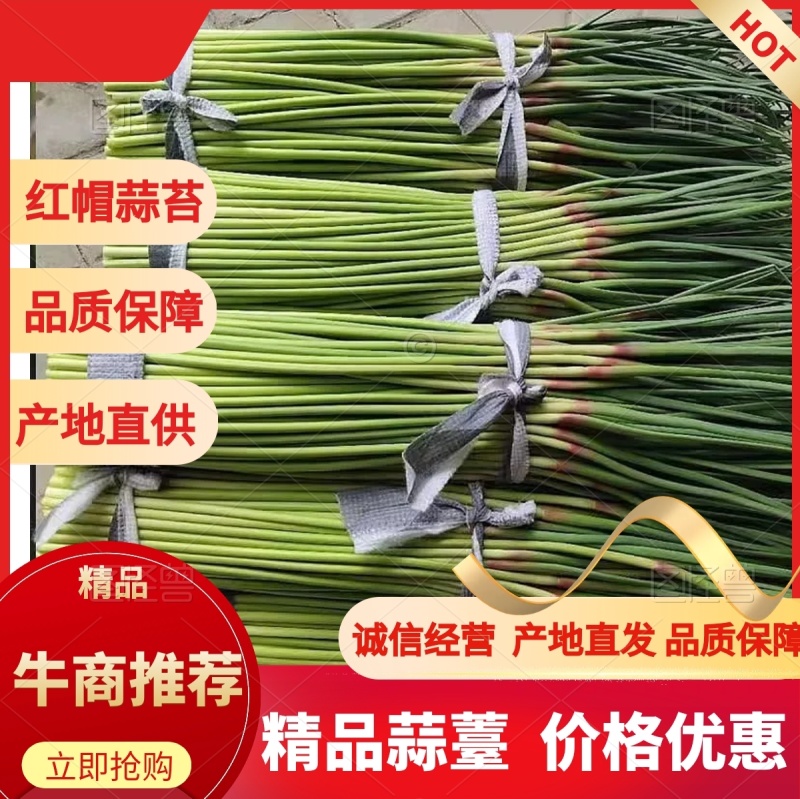 精品蒜苔红帽蒜薹诚信经营质量保证常年供应电商