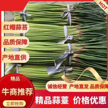 精品蒜苔红帽蒜薹诚信经营质量保证常年供应电商