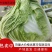 大头白菜狮子头鸡腿白菜秦白冷库白菜新乡小包