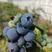 蓝莓产地直发，H5,H6，L25,L11大量现货