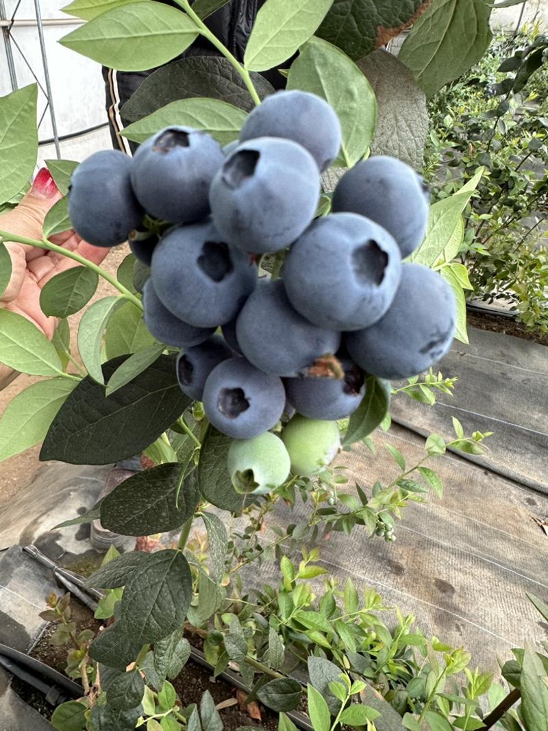 蓝莓产地直发，H5,H6，L25,L11大量现货