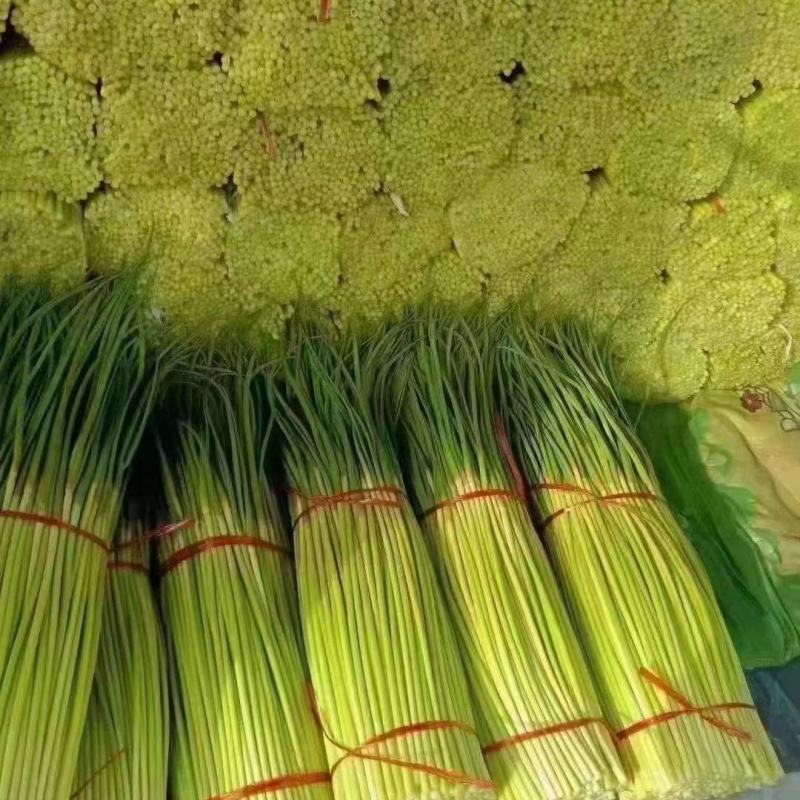 江苏江苏徐州贾蒜薹