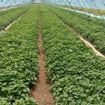 红薯苗西瓜红苗产地直供货源充足保质保量全国发货