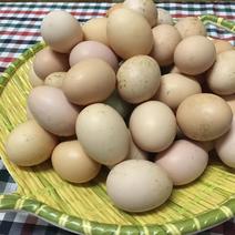 深山土鸡蛋，全程自然放养，从不喂一颗饲料。