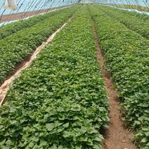 红薯苗西瓜红苗产地直供大量现货成活率高欢迎咨询