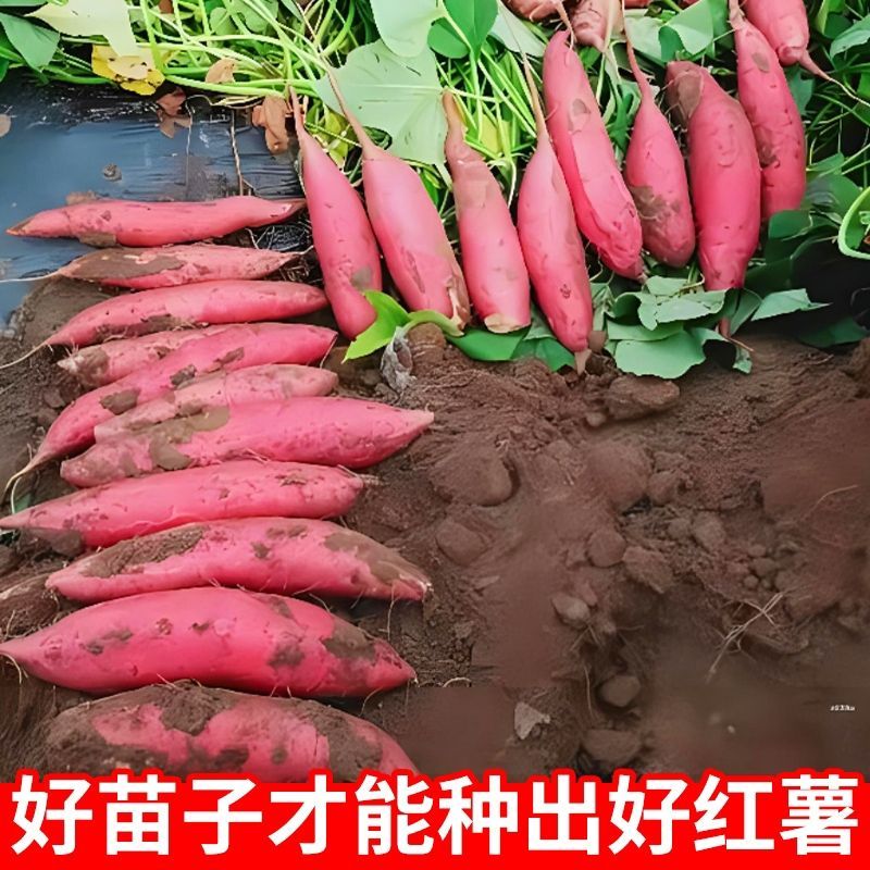 红薯苗西瓜红苗产地直供大量现货成活率高欢迎咨询