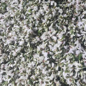 精品野槐花落价了，有量的来
