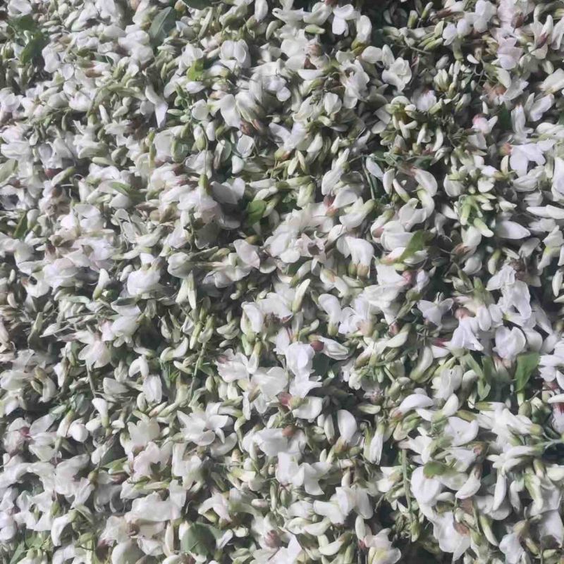 精品野槐花落价了，有量的来