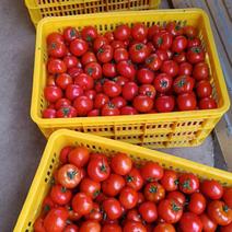 大红西红柿番茄，毛秀才，天天鲜果，大红精品，通货