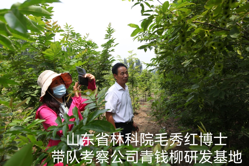 品牌青钱柳原叶颗粒茶正品正牌罐装青钱柳金钱柳中药材茶叶