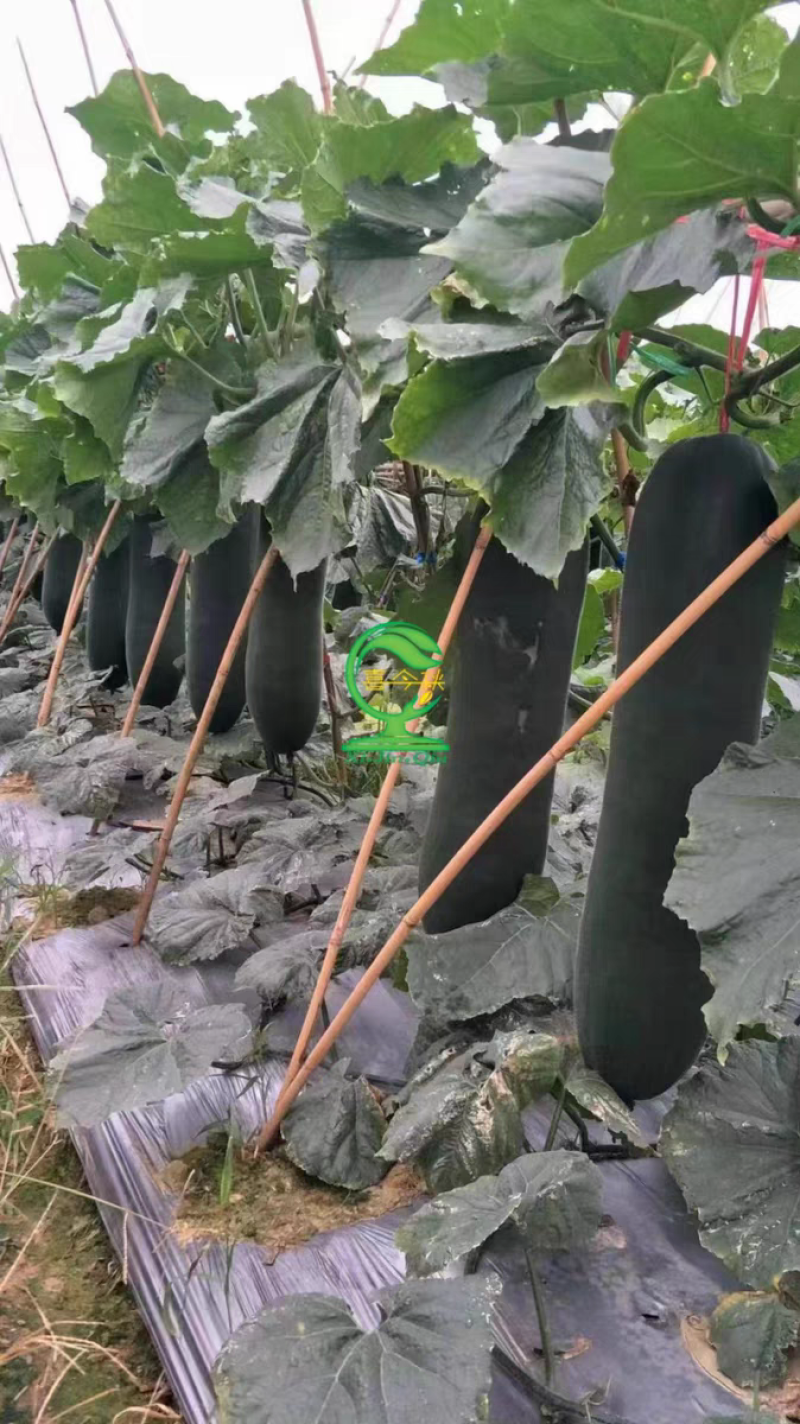 [圆柱8号]铁心瓜早中熟多边籽粒心腔小耐贮运