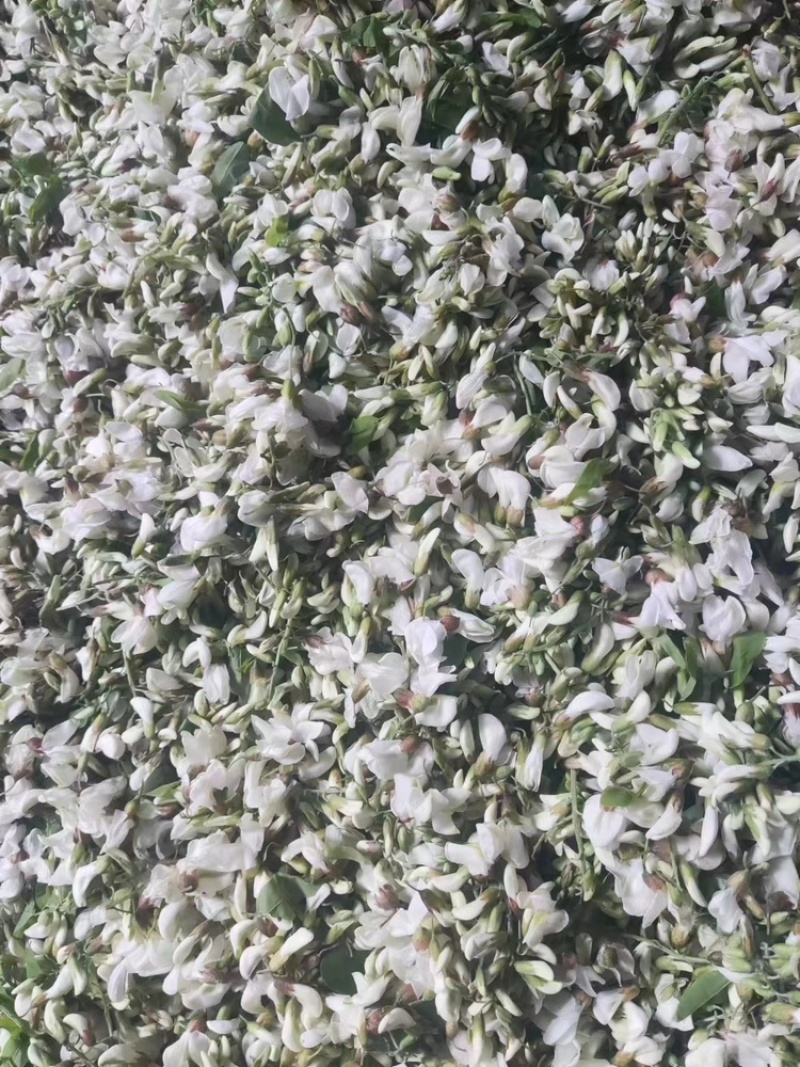 精品野槐花落价了，有量的来