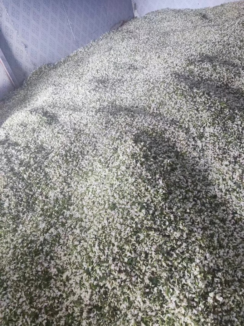 精品野槐花落价了，有量的来