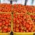 大红西红柿番茄，毛秀才，天天鲜果，大红精品，诚信合作
