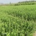 卫茅四季常青，卫矛苗绿化工程苗基地直发代发全国市场