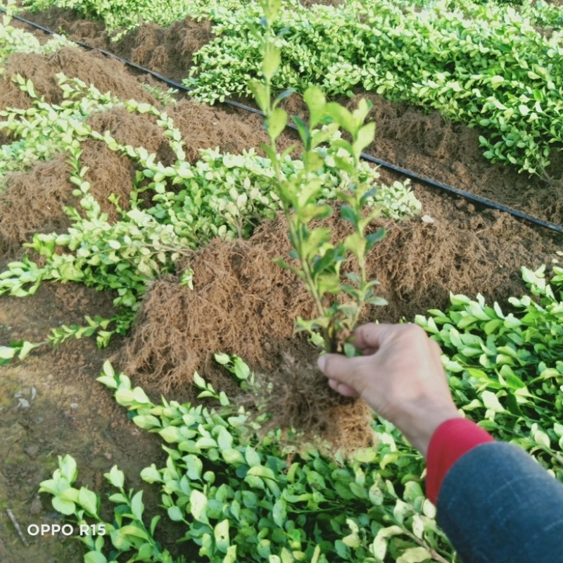 卫茅四季常青，卫矛苗绿化工程苗基地直发代发全国市场