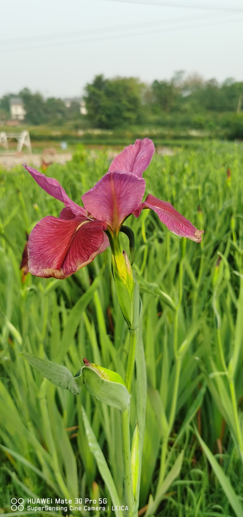 蓝花鸢尾产地直发货源充足量大从优大量出货