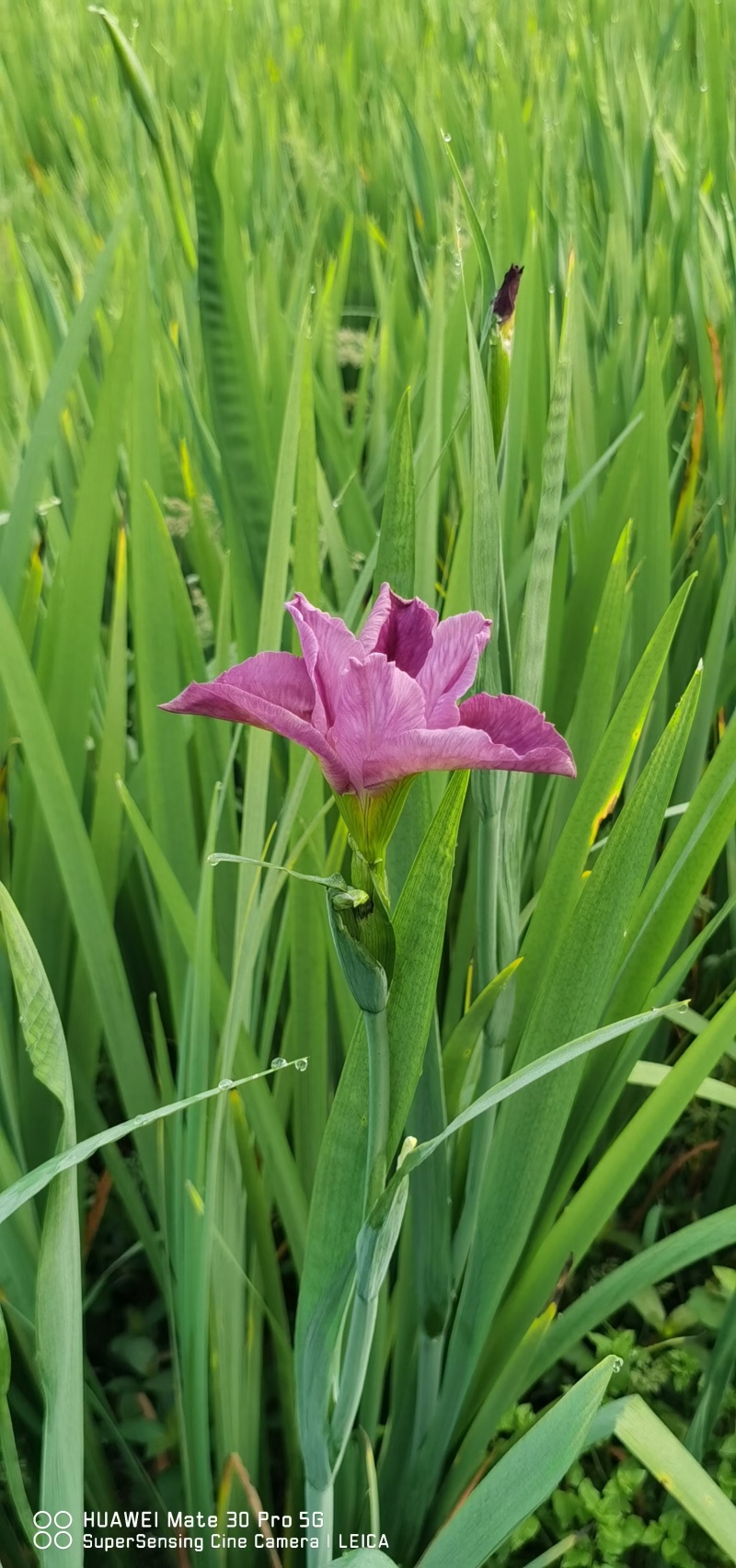 蓝花鸢尾产地直发货源充足量大从优大量出货