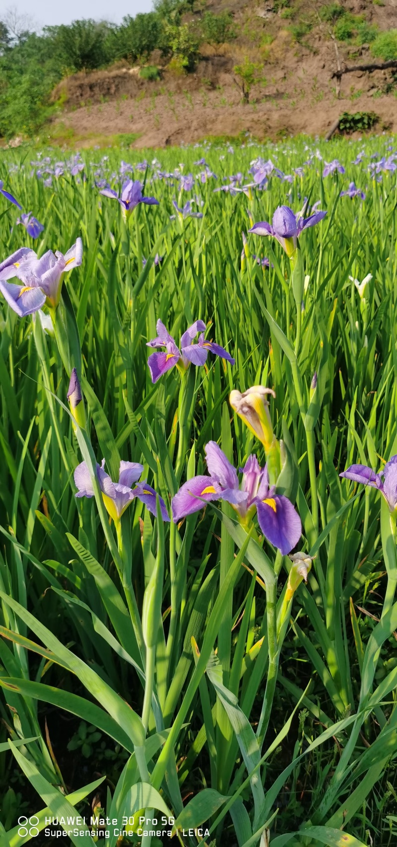 蓝花鸢尾产地直发货源充足量大从优大量出货