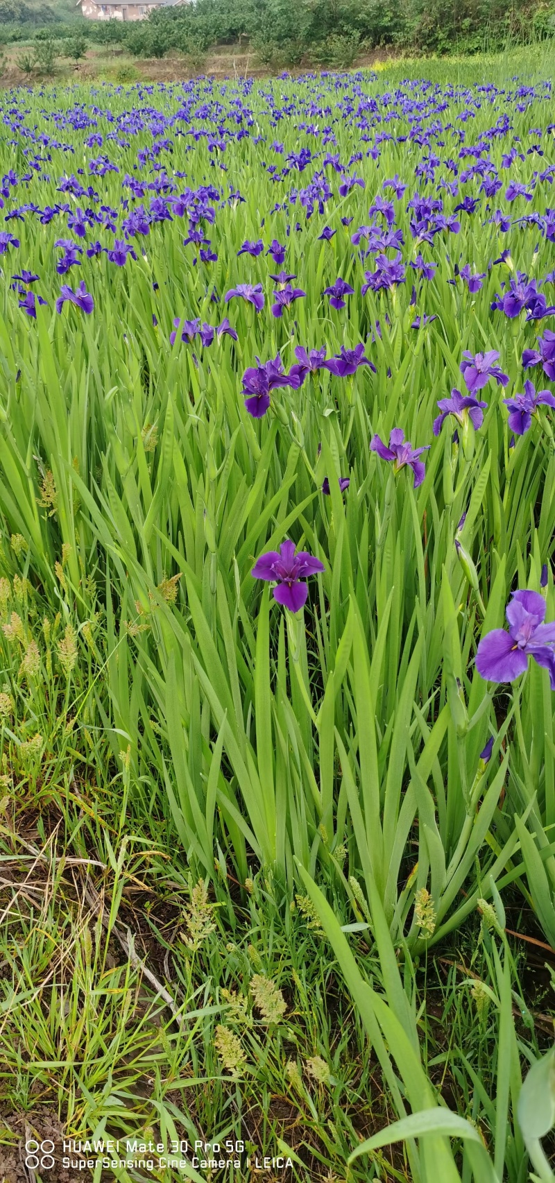 蓝花鸢尾产地直发货源充足量大从优大量出货