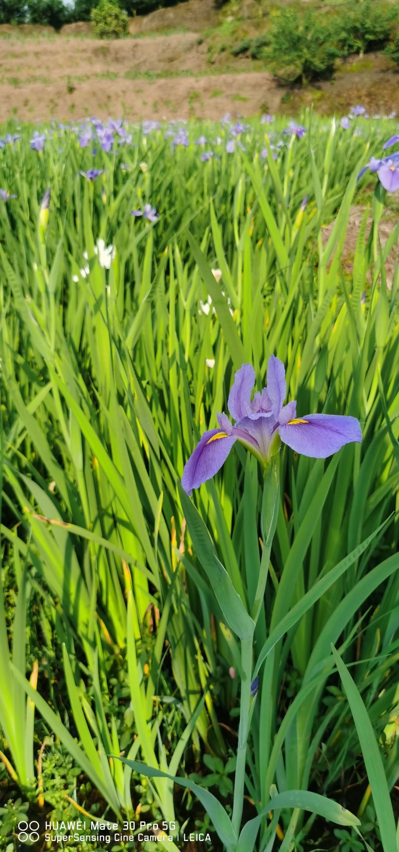 蓝花鸢尾产地直发货源充足量大从优大量出货