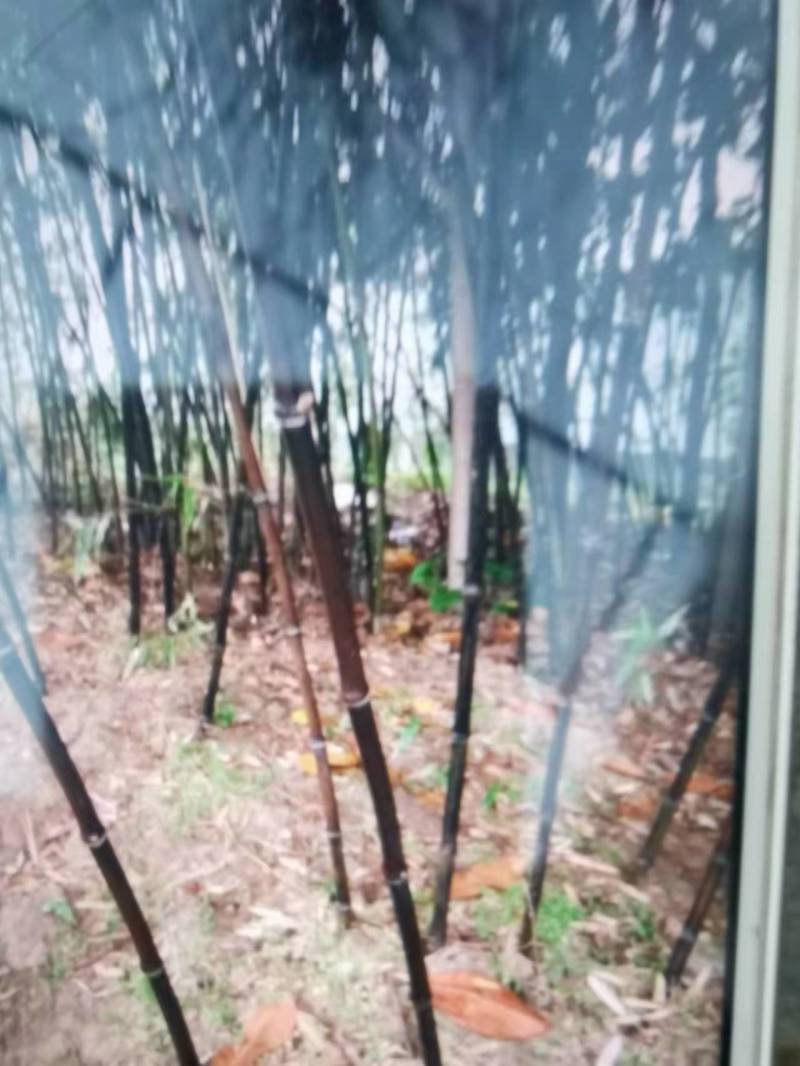 紫竹高3米左右地荆2厘米左右