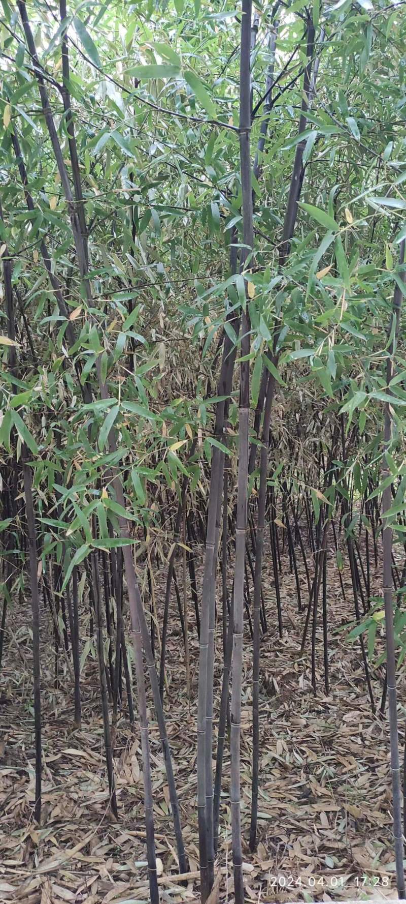 紫竹高3米左右地荆2厘米左右