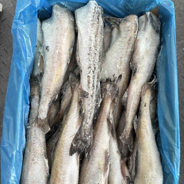 单冻明太鱼，深海鱼，无刺，去头去内脏，简单价低