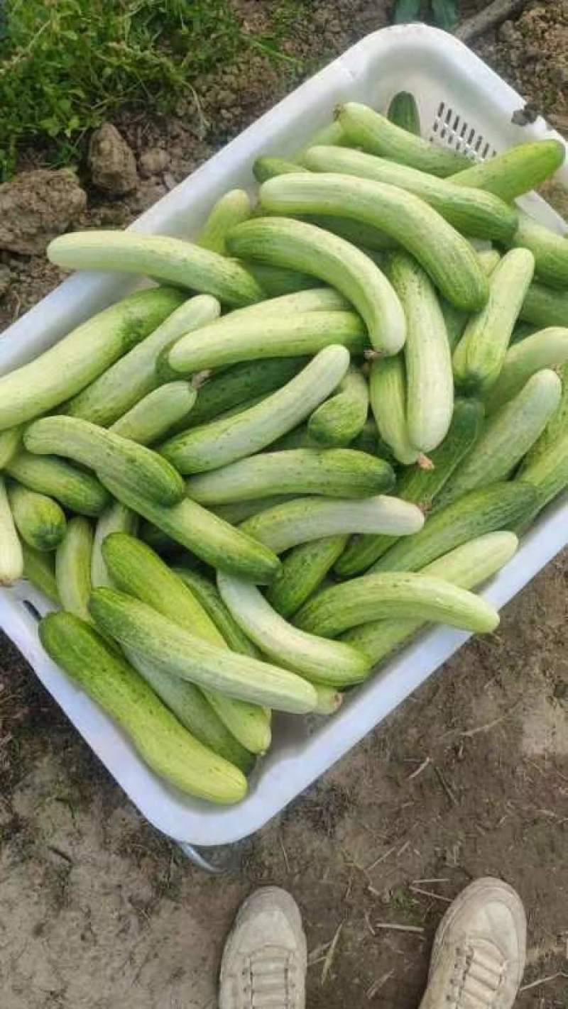 大基地精品黄瓜