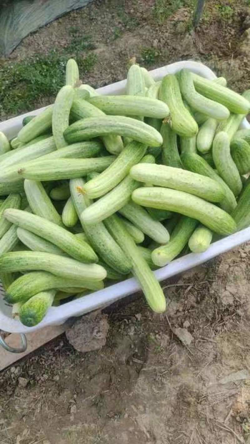 大基地精品黄瓜