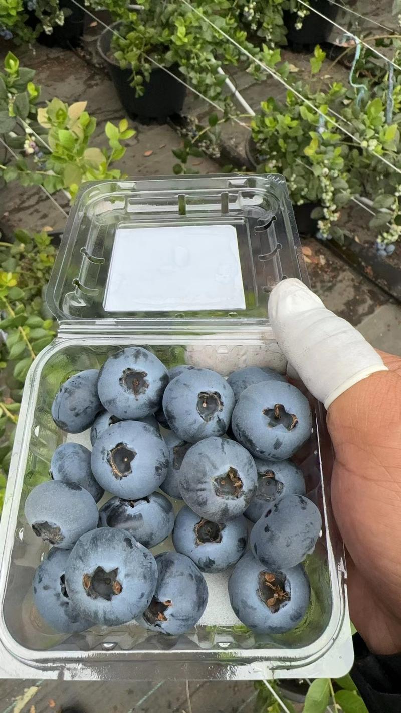 蓝莓L25