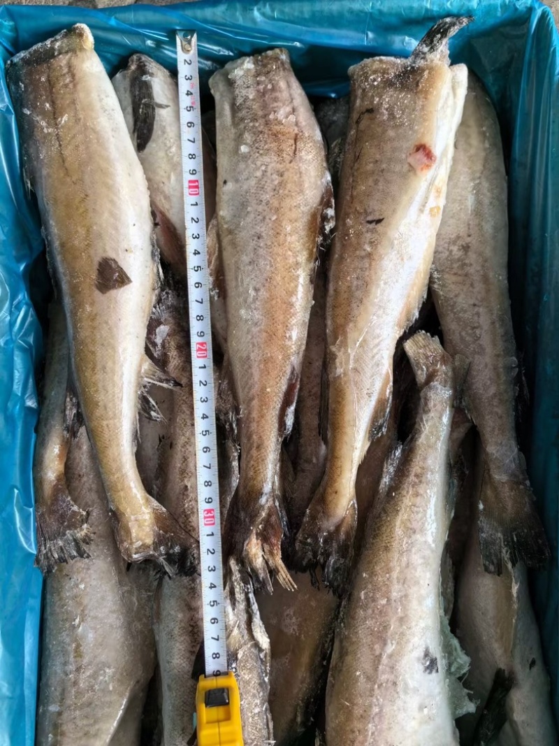 单冻明太鱼，深海鱼，无刺，去头去内脏，简单价低
